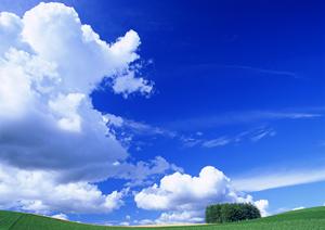 東京で安心の永代供養を提供!浄土真宗の信頼できる供養方法と選び方