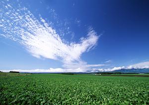 安心の葬儀サービスを実現!小平市で選ばれる葬儀業者の最新事情【2025年版】