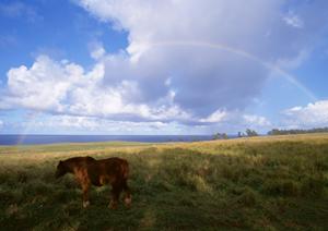 403 Forbiddenエラーの原因と解決策:ウェブサイトアクセスのトラブルシューティングガイド